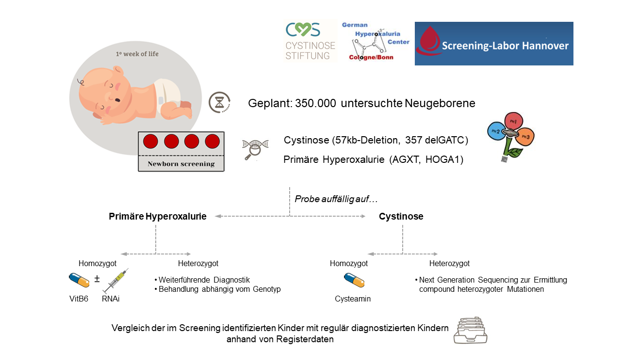 Neugeborenen Screening Was Wird Untersucht www.cystinose-stiftung.de
